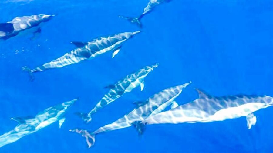 Los Gigantes: Whales and Dolphin Watching Cruise with Lunch - Setting out from Los Gigantes