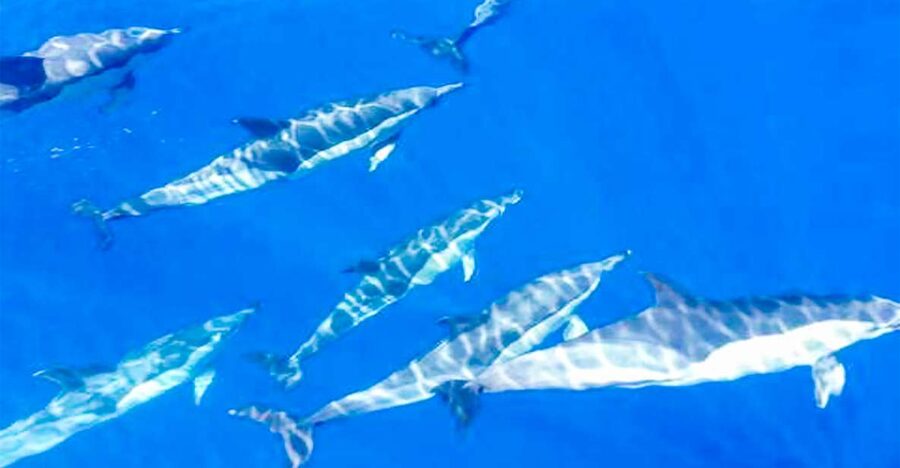 Los Gigantes: Whales and Dolphin Watching Cruise with Lunch - Views of Teide, La Gomera, and Teno