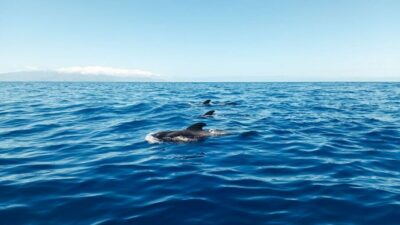 Los Gigantes: Whales and Dolphin Watching Cruise with Lunch