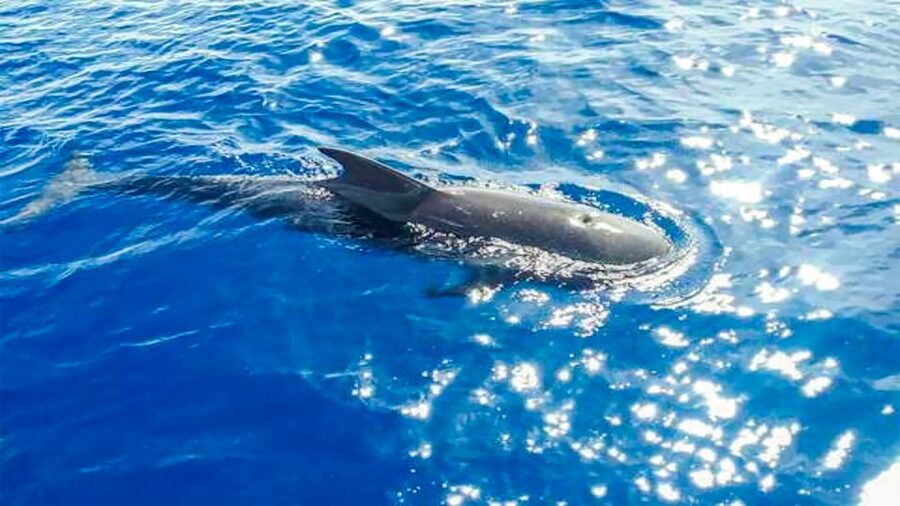 Los Gigantes: Whales and Dolphin Watching Cruise with Lunch - Sunset departures and timing