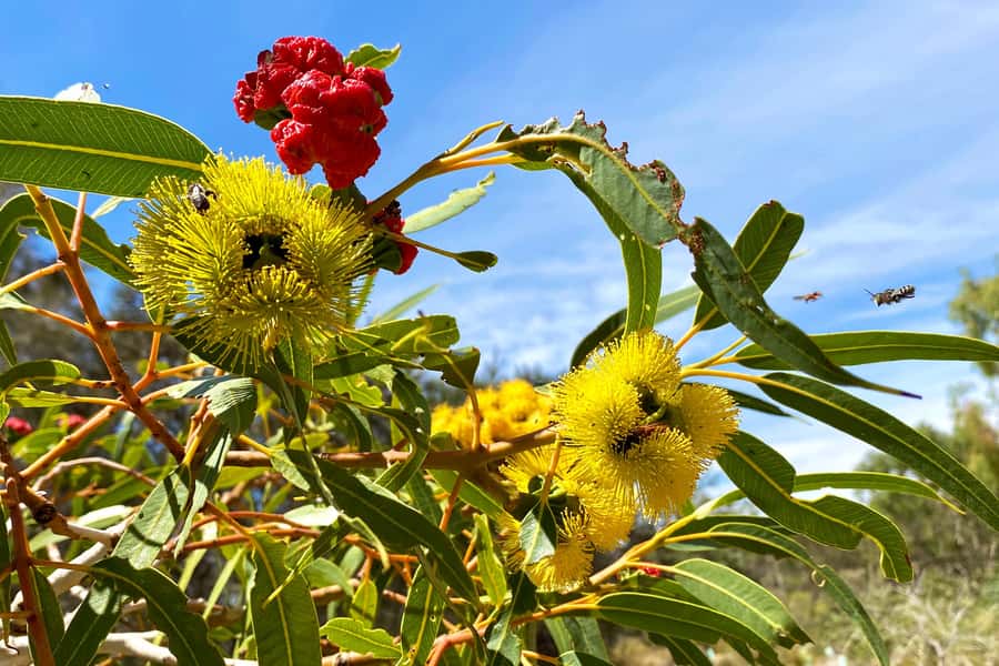 Mandurah: Murray River Lunch Cruise - A buffet lunch with changing seasonal dishes