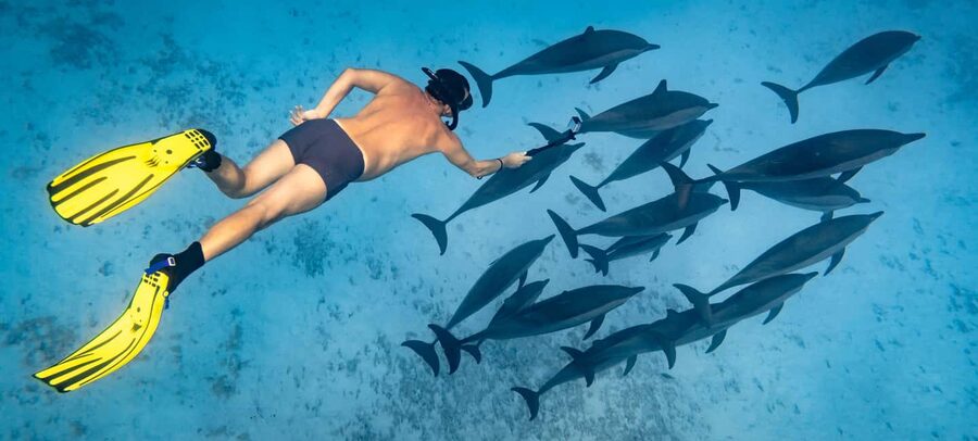 Marsa Alam:Sataya Reefs Dolphin Snorkeling Cruise with Lunch - Key points before you book