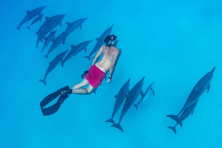 Marsa Alam:Sataya Reefs Dolphin Snorkeling Cruise with Lunch - Two snorkeling sessions at Sataya