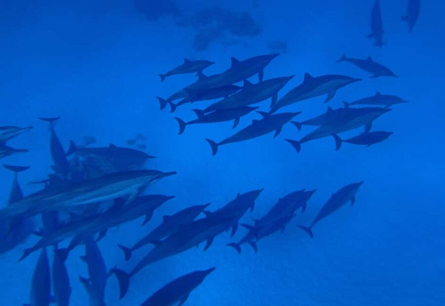 Marsa Alam:Sataya Reefs Dolphin Snorkeling Cruise with Lunch - What the $90 price really covers