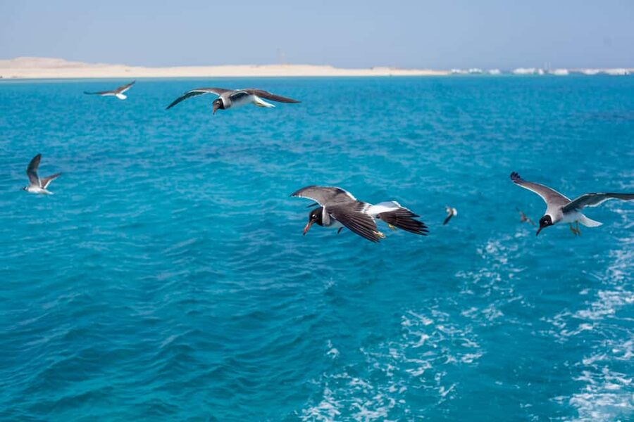 Marsa Alam:Sataya Reefs Dolphin Snorkeling Cruise with Lunch - Practical packing advice for a full day at sea