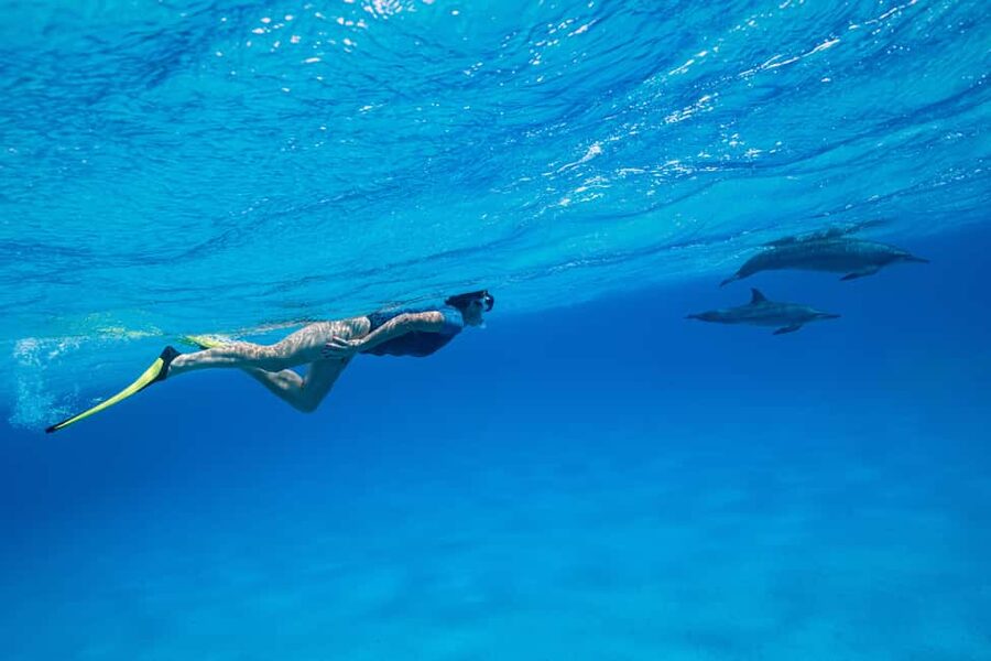 Marsa Alam:Sataya Reefs Dolphin Snorkeling Cruise with Lunch - The early pickup and long journey south