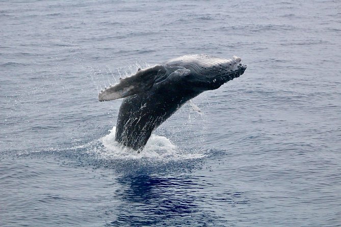 Maui Premium Sunset Dinner Cruise & Whale Watch - Looking for whales across the Pacific