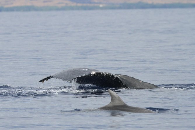 Maui Premium Sunset Dinner Cruise & Whale Watch - Practical details that can save you trouble
