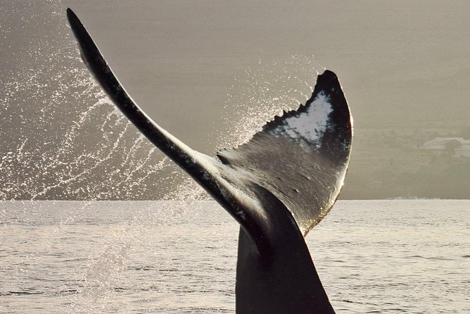 Maui Premium Sunset Dinner Cruise & Whale Watch - The sunset dinner is part of the appeal