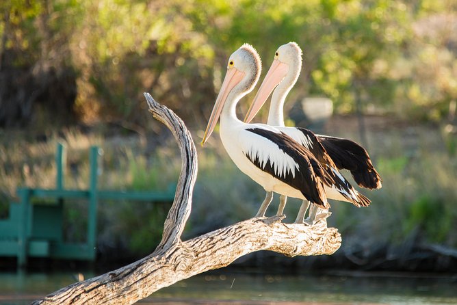 Murray River Day Trip from Adelaide Including Lunch Cruise aboard the Proud Mary - The coach ride from Adelaide to Mannum