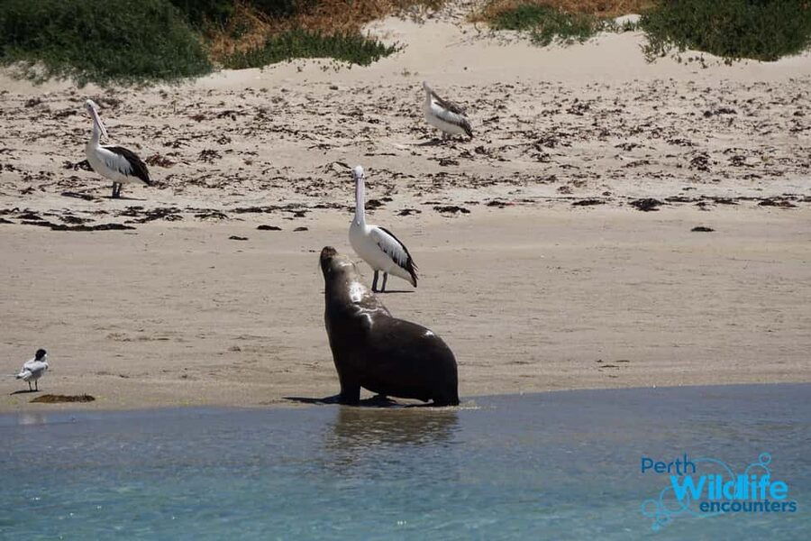 Perth: Dolphin, Sealion & Wildlife Cruise with Lunch - Key points at a glance