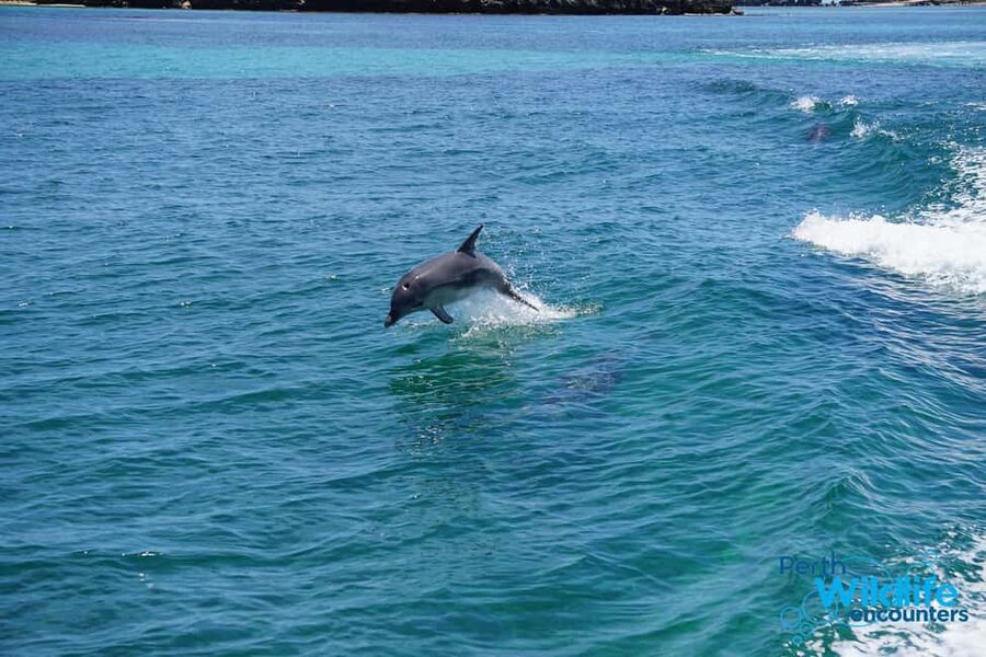 Perth: Dolphin, Sealion & Wildlife Cruise with Lunch - Why this short Shoalwater cruise is worth your time
