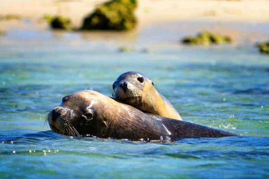 Perth: Dolphin, Sealion & Wildlife Cruise with Lunch - Cruising between Penguin, Seal, and Bird Islands