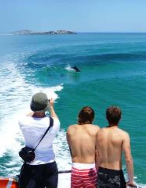 Perth: Dolphin, Sealion & Wildlife Cruise with Lunch - Dolphins, pelicans, and birds of prey