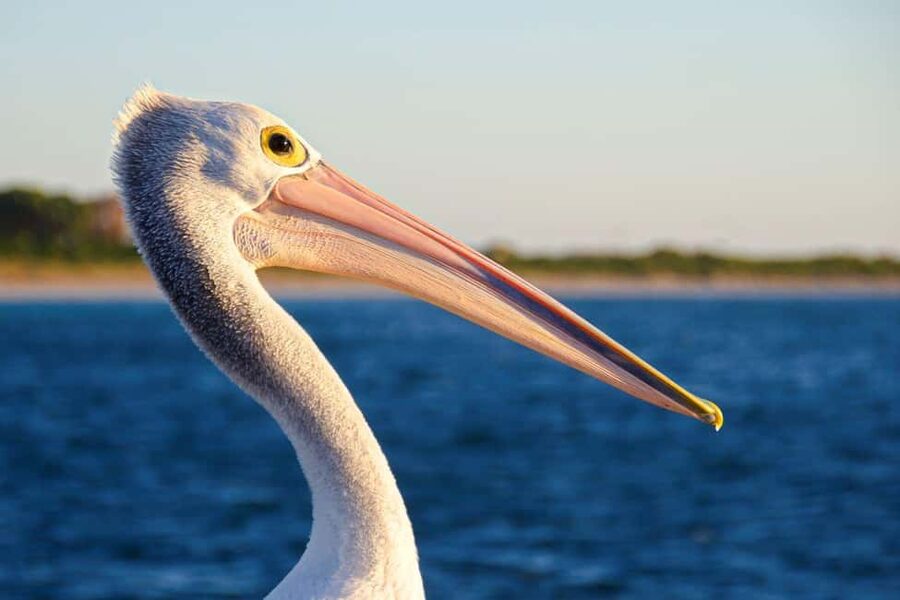 Perth: Dolphin, Sealion & Wildlife Cruise with Lunch - Lunch at Pengo’s Cafe after the boat ride
