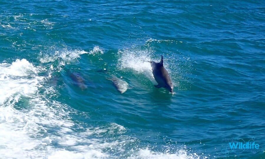Perth: Dolphin, Sealion & Wildlife Cruise with Lunch - Photos and the practical extras