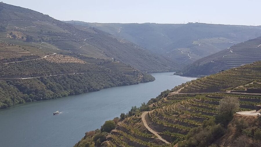 Porto: Douro Valley Tour W/ Wine Taste, Boat Cruise & Lunch - Who should book this experience?