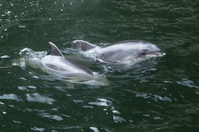 Premium Milford Sound Tour, Cruise & Lunch from Te Anau - The two-hour Milford Sound cruise is the centerpiece