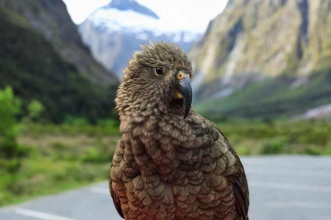 Premium Milford Sound Tour, Cruise & Lunch from Te Anau - What the guides add to the journey