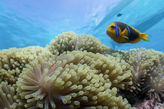 Private Reef Discovery Luxury Motu Lunch Cruise in Bora Bora - Why this private Bora Bora cruise works so well