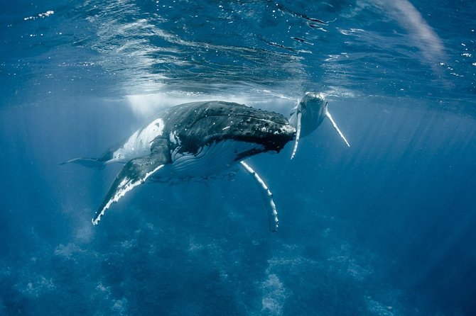 Private Reef Discovery Luxury Motu Lunch Cruise in Bora Bora - Who should book this experience?