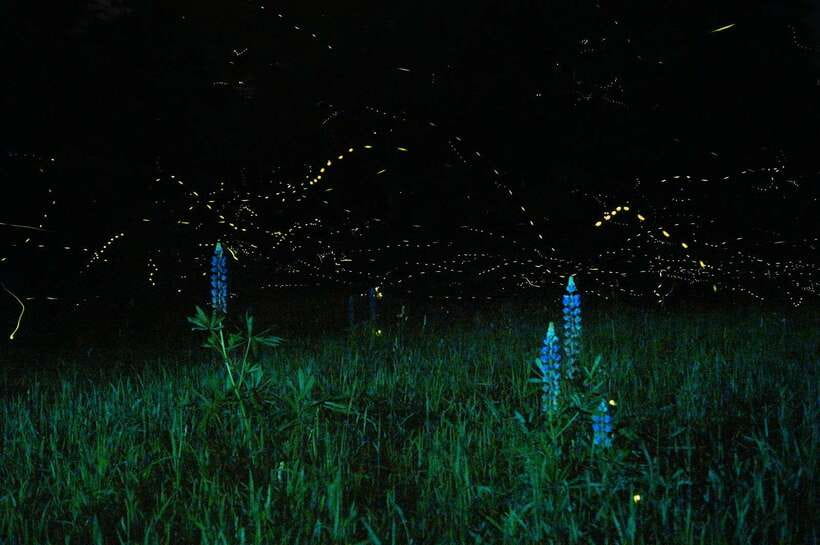 Puerto Princesa: Firefly Watching Bay Cruise with Dinner - Key points to know before booking