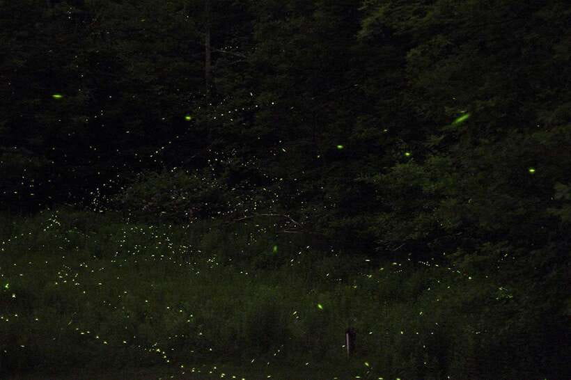 Puerto Princesa: Firefly Watching Bay Cruise with Dinner - Why this four-hour evening works so well