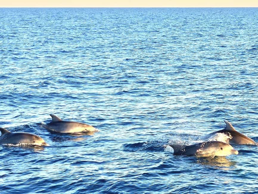 Pula: Brijuni Dolphins Sunset Cruise with Dinner and Drinks - Should you book the Brijuni dolphin cruise?