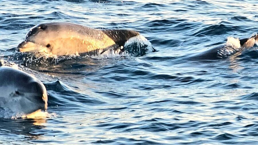 Pula: Brijuni Dolphins Sunset Cruise with Dinner and Drinks - Who will enjoy this cruise most