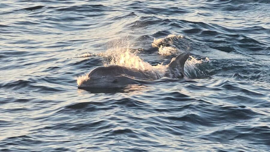 Pula: Brijuni Dolphins Sunset Cruise with Dinner and Drinks - Practical details that make the evening easier