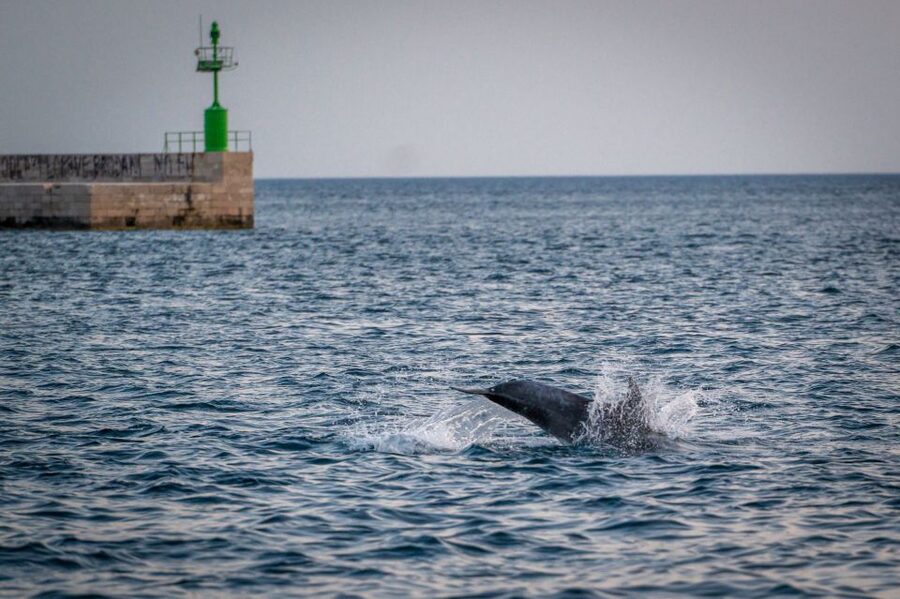 Pula: Brijuni National Park Sunset, Dolphins & Dinner Cruise - Leaving Pula beside the old Austro-Hungarian port