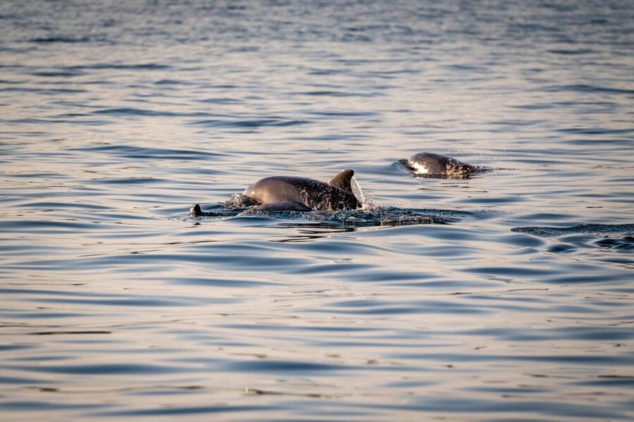 Pula: Brijuni National Park Sunset, Dolphins & Dinner Cruise - White wine, orange juice, and a relaxed deck