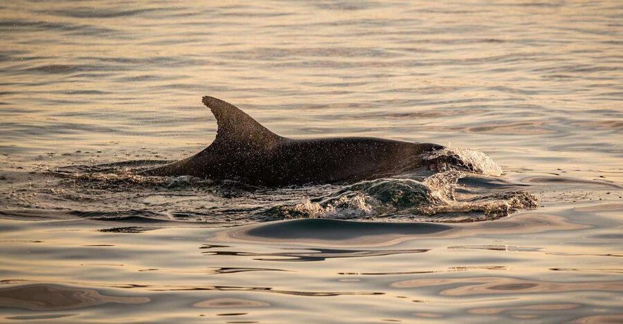 Pula: Brijuni National Park Sunset, Dolphins & Dinner Cruise - Is $64 a fair price?