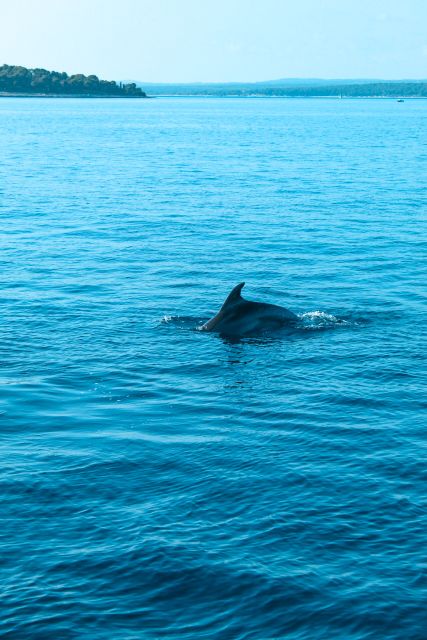 Pula: Brijuni Sunset Dolphin Cruise with Dinner & Drinks - Key things to know before booking