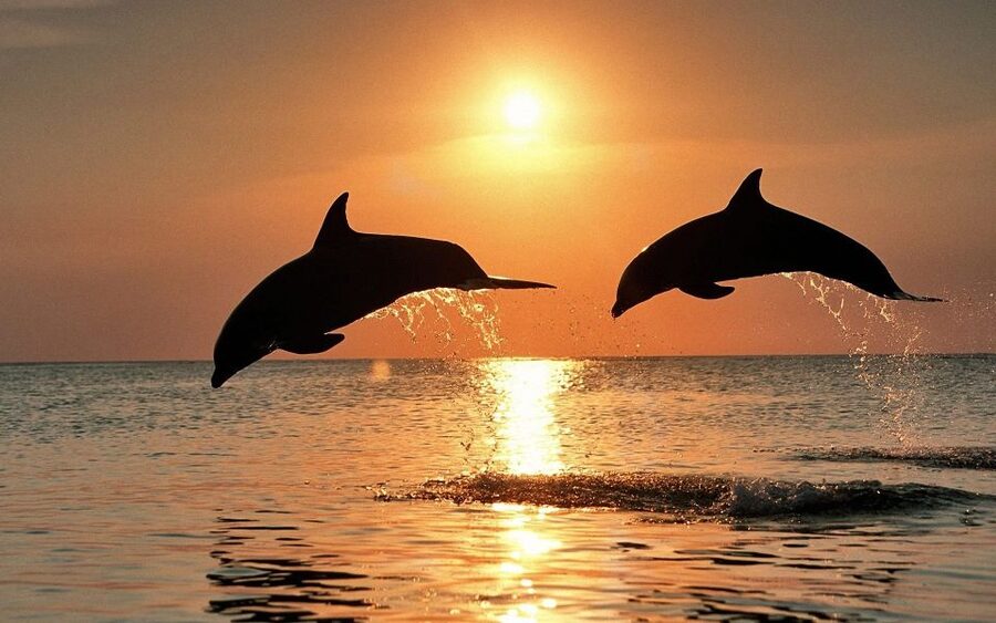 Pula: Brijuni Sunset Dolphin Cruise with Dinner & Drinks - Why this sunset cruise works so well