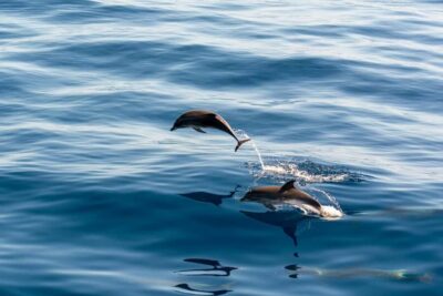 Brijuni Sunset Dolphin Cruise with Dinner & Drinks