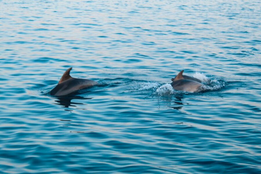 Pula: Brijuni Sunset Dolphin Cruise with Dinner & Drinks - Drinks, seating, and onboard comfort