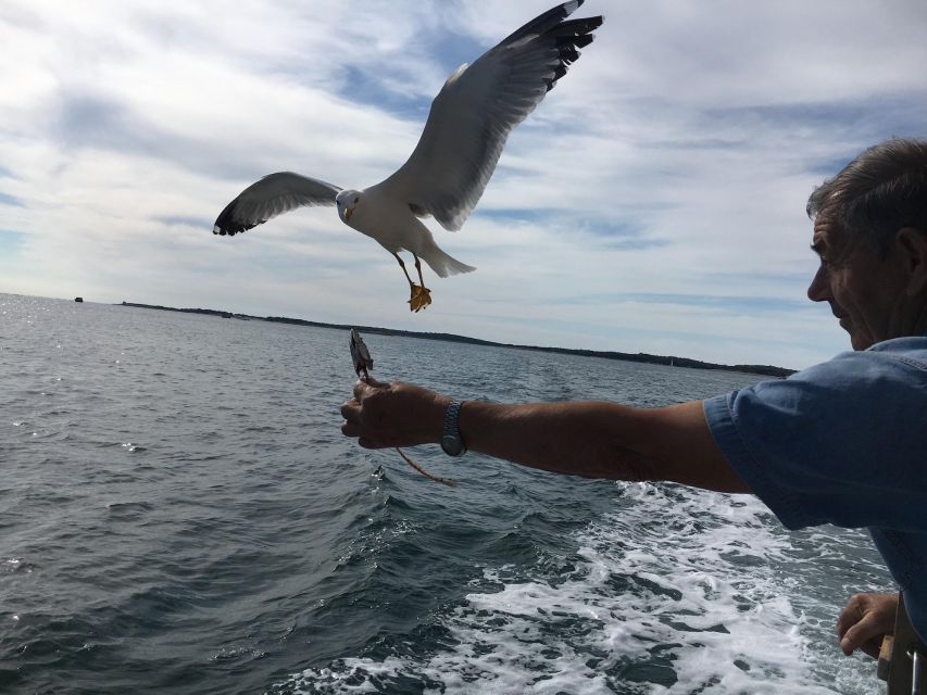 Pula: Dolphin Watching Sunset Cruise with Dinner & Drinks - Key points to know before booking