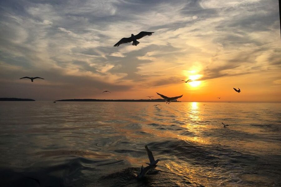 Pula: Dolphin Watching Sunset Cruise with Dinner & Drinks - Who should book this cruise?