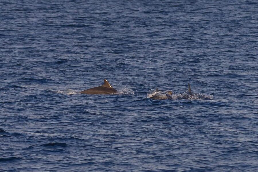 Pula: Dolphin Watching Sunset Cruise with Dinner & Drinks - Boarding Ariete in Pula harbor