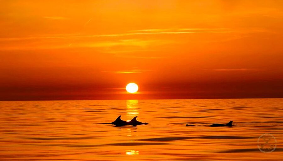 Pula: National Park Brijuni Dolphin Cruise with Dinner - Key points to know before sailing