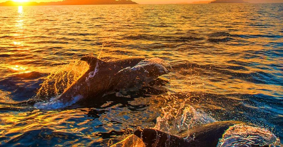 Pula: National Park Brijuni Dolphin Cruise with Dinner - Brijuni National Park from the water