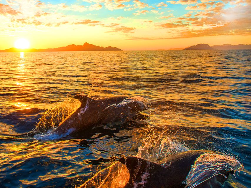 Pula: National Park Brijuni Dolphin Cruise with Dinner - Watching for dolphins along the Adriatic Coast