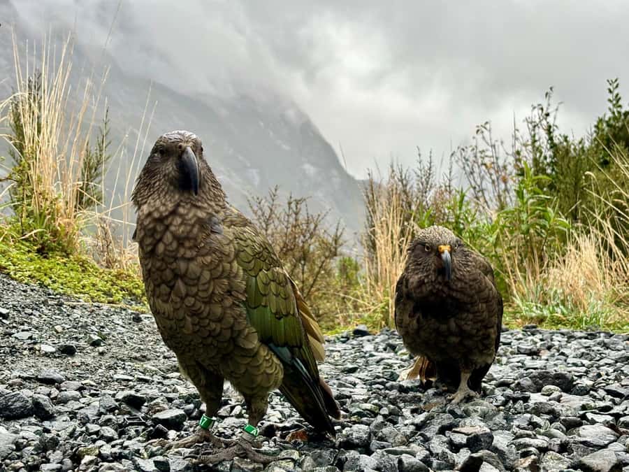 Queenstown: Milford Sound Small-Group Tour w Cruise & Lunch - Lunch, snacks, and the practical side of a long day