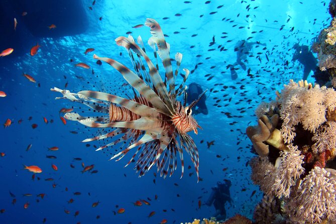 Ras Mohammed Diving & White Island Luxurious Cruise with Lunch - Lunch, drinks, and time on deck