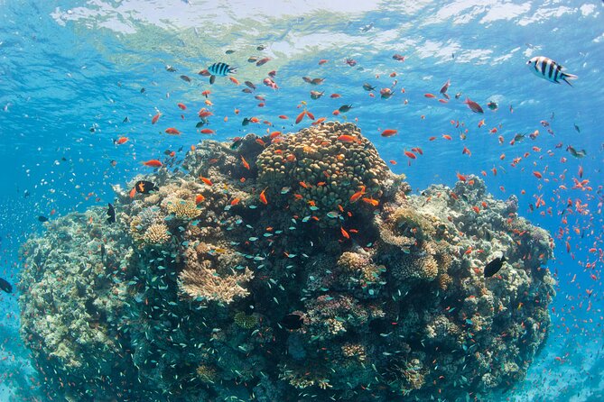 Ras Mohammed Diving & White Island Luxurious Cruise with Lunch - What the price really covers