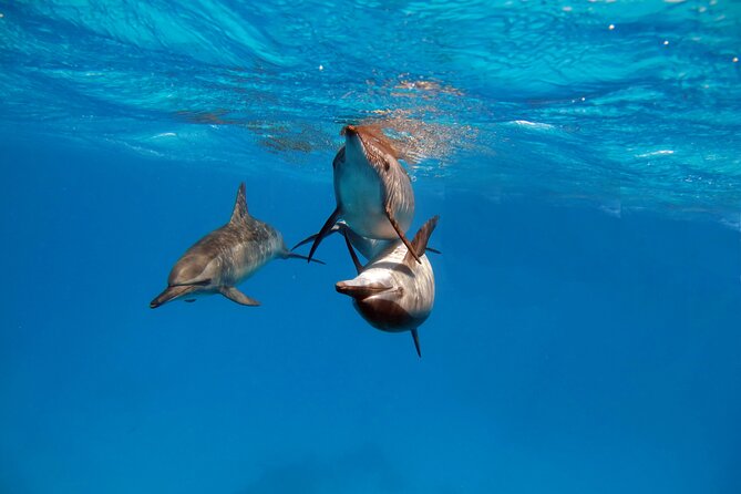 Red Sea Wonders Dolphin House Snorkeling Cruise & Lunch_ Hurghada - Leaving Hurghada for a Red Sea day