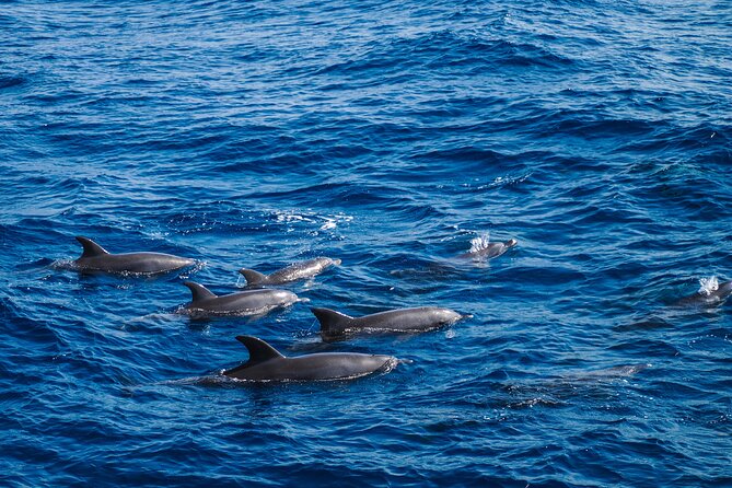 Red Sea Wonders Dolphin House Snorkeling Cruise & Lunch_ Hurghada - Two snorkeling stops above Red Sea coral