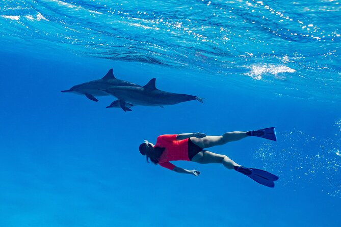 Red Sea Wonders Dolphin House Snorkeling Cruise & Lunch_ Hurghada - Dolphin House: the day’s biggest promise