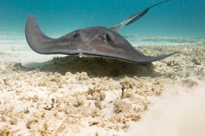 Riviera Maya Luxury Snorkeling Cruise with Lunch and Drinks - Transport, timing, and group size